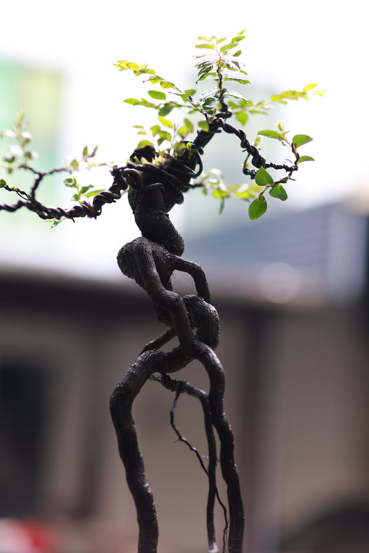 Tùng Đen Nghệ Thuật Phong Cách Lĩnh Nam | Lingnan Black Bone Tea Bonsai