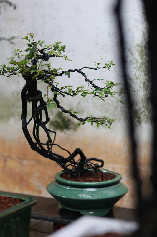 tùng đen