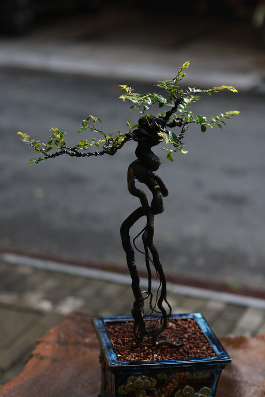 Tùng Đen Nghệ Thuật Phong Cách Lĩnh Nam | Lingnan Black Bone Tea Bonsai
