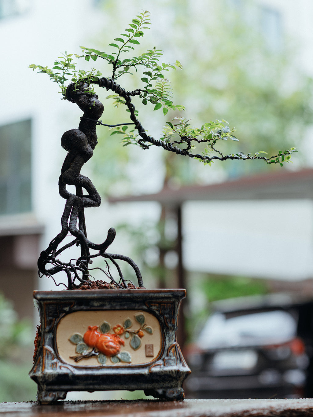 bonsai