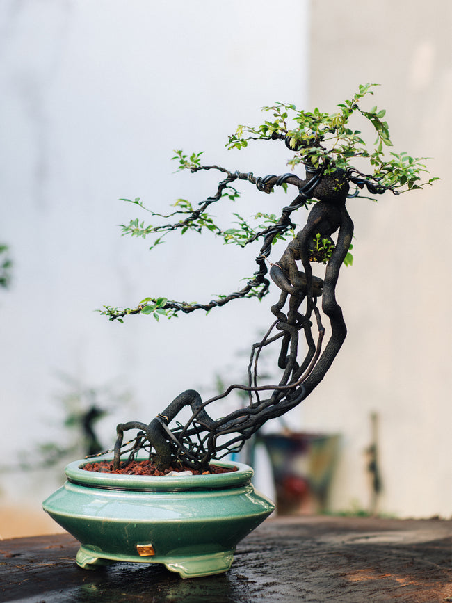 bonsai Hover Image