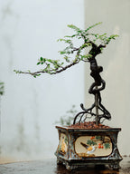 bonsai