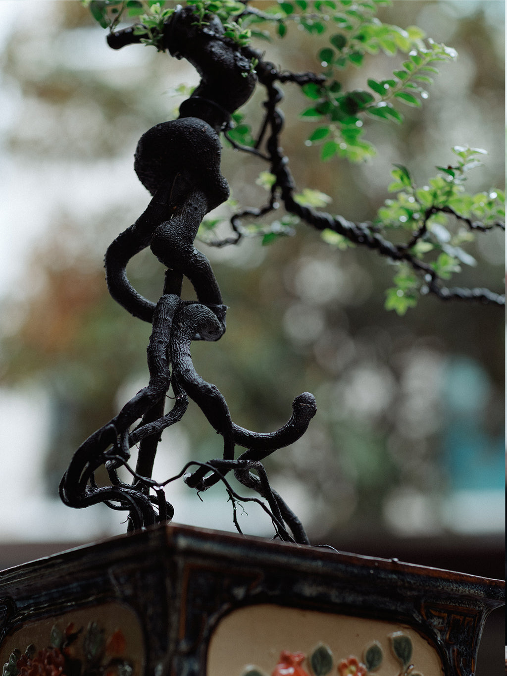 bonsai