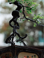 bonsai